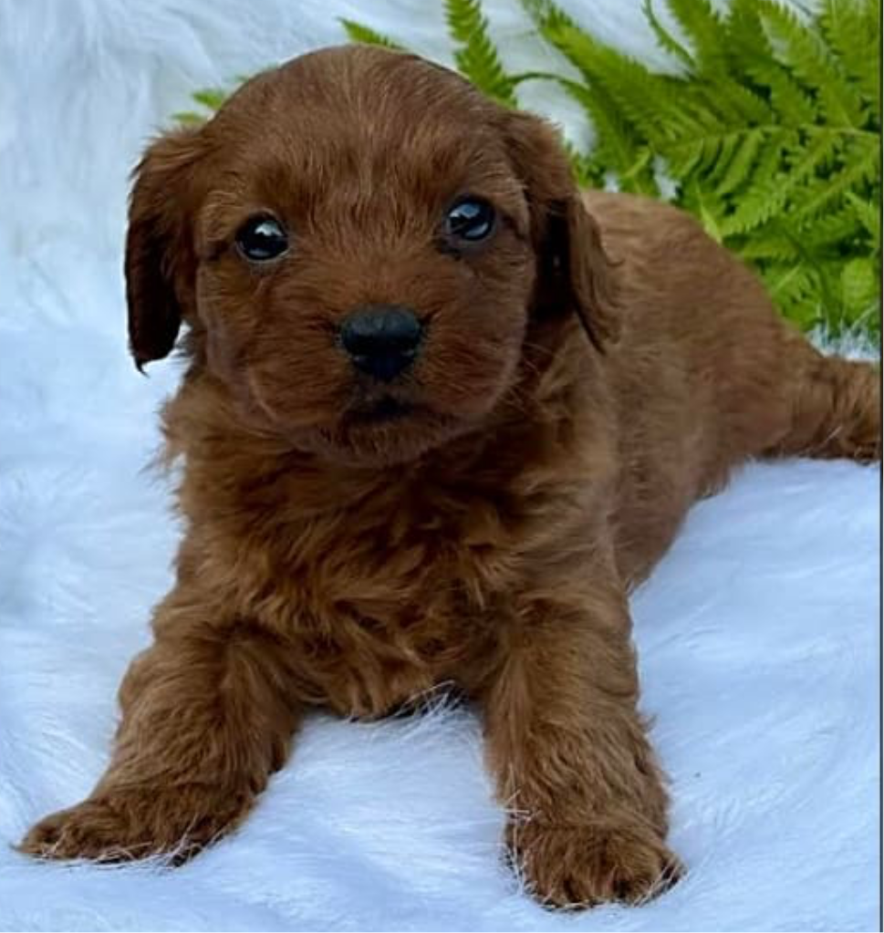 Dash - Male Cavapoo