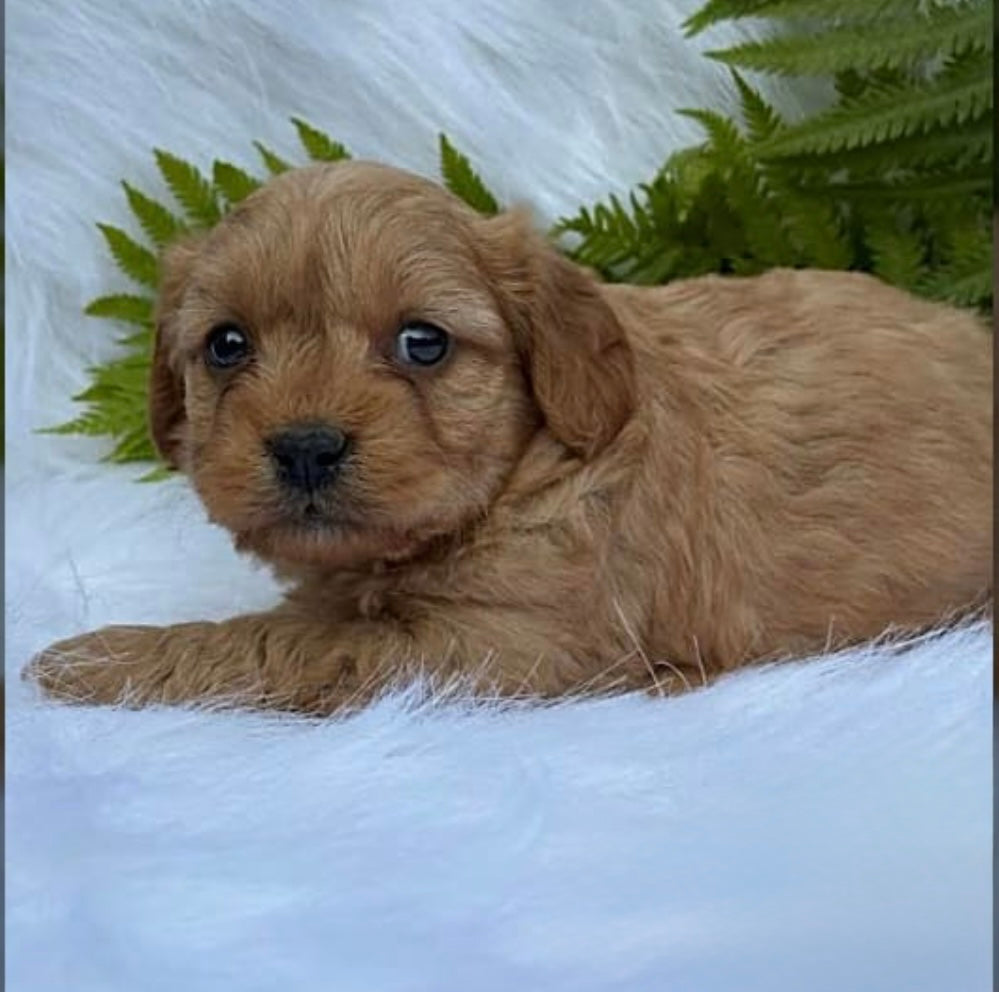 AJ’s Furbaby -Cavapoo