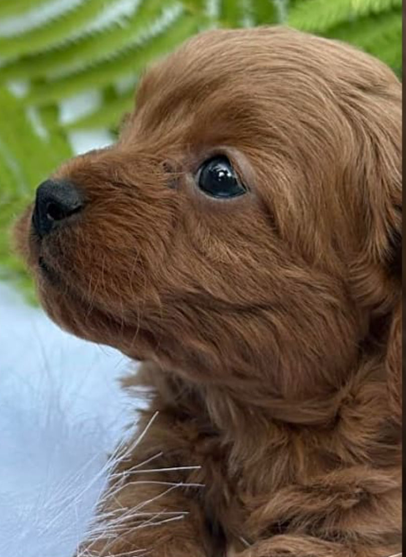 Dream - Female Cavapoo