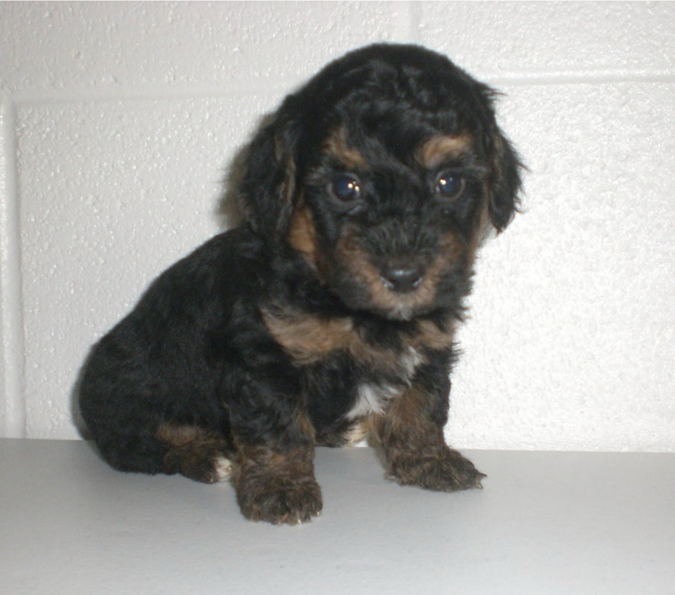 🐶✨ Meet the “M Litter” ✨🐶