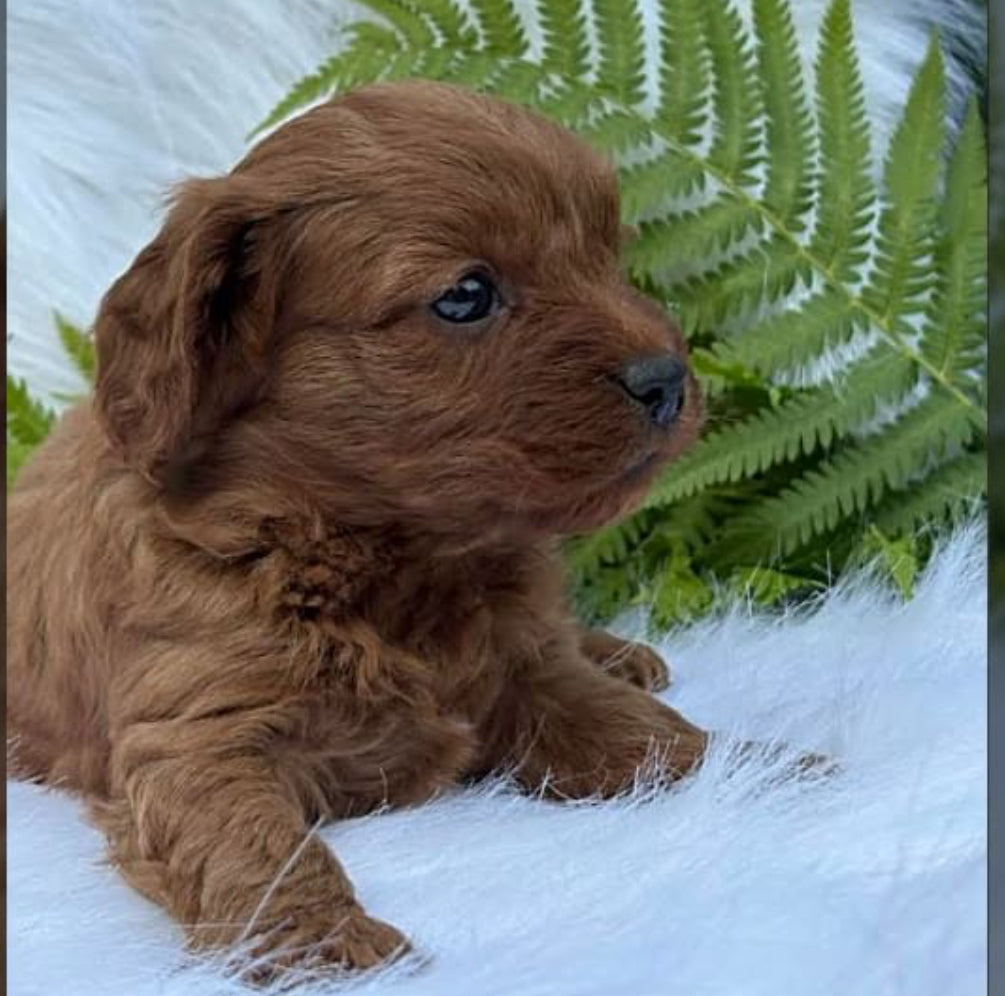 Demi - Female Cavapoo