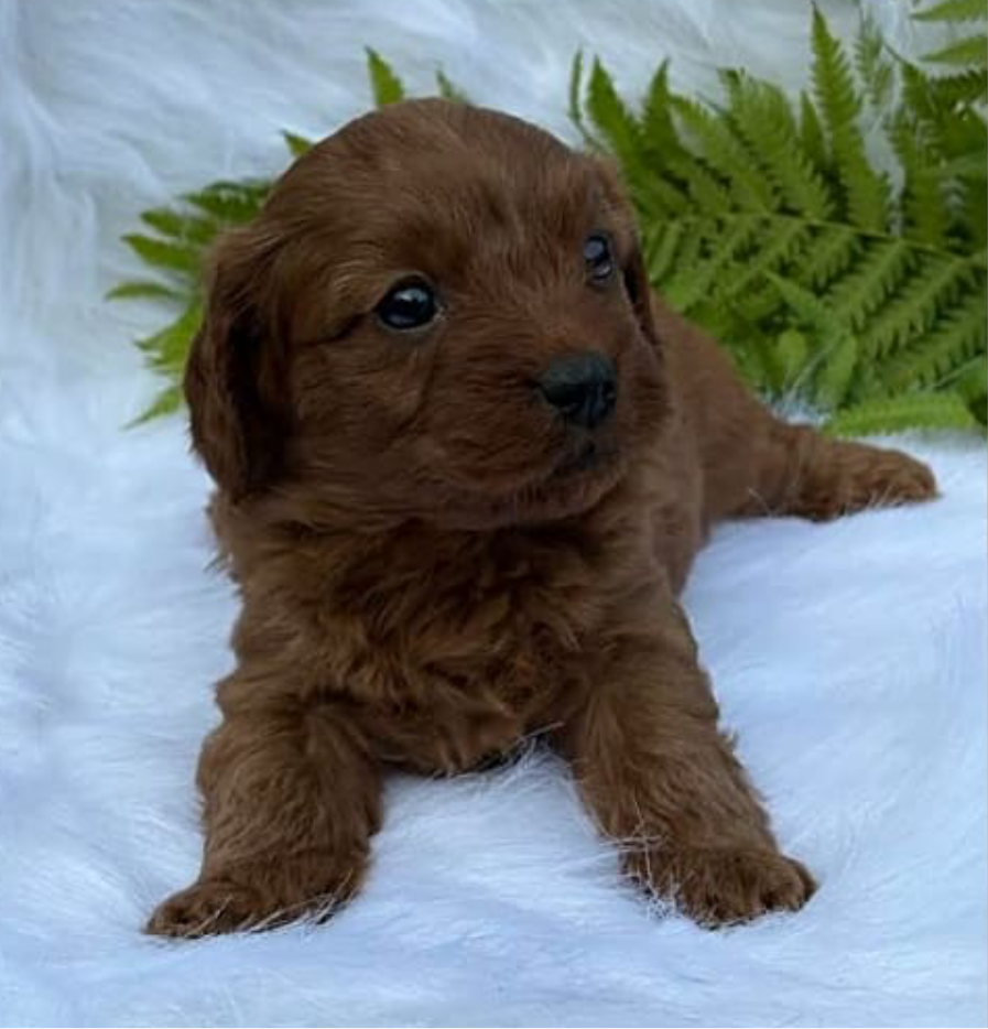 Dash - Male Cavapoo
