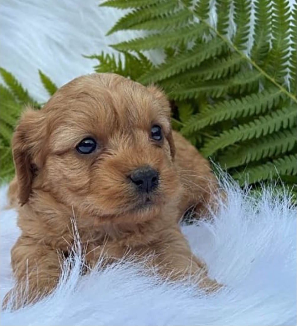 AJ’s Furbaby  -Cavapoo