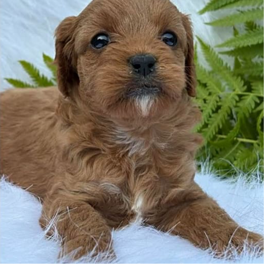 Denver- Male Cavapoo