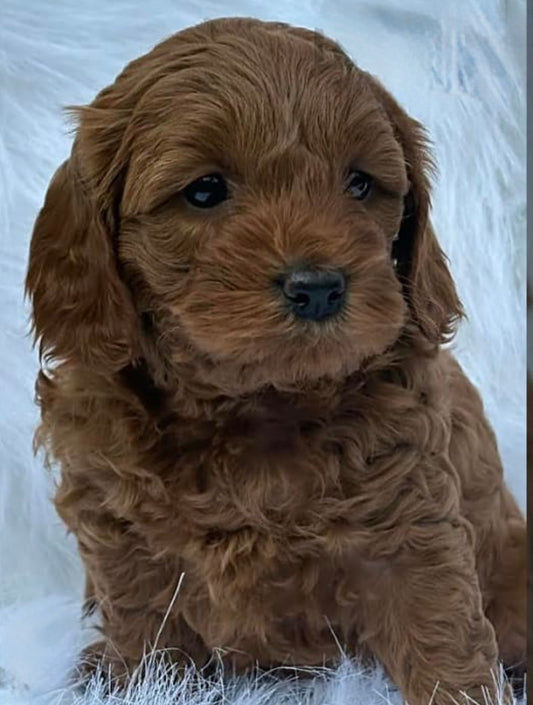 Cosmo - Male Cavapoo
