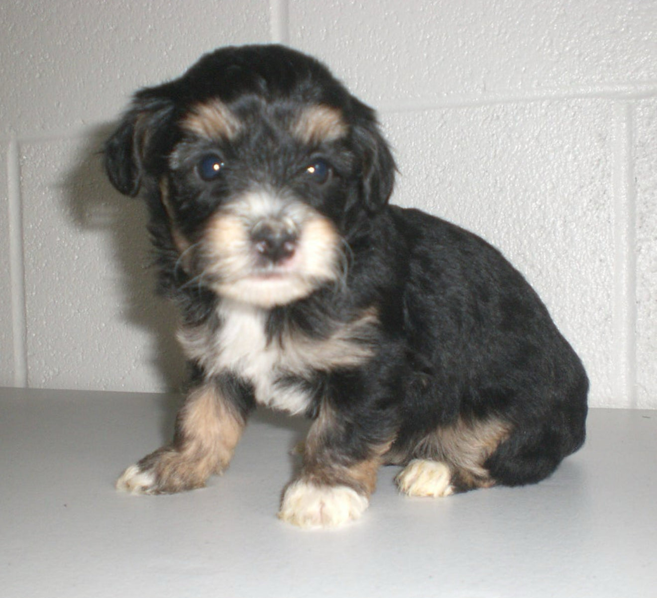 🐶✨ Meet the “M Litter” ✨🐶