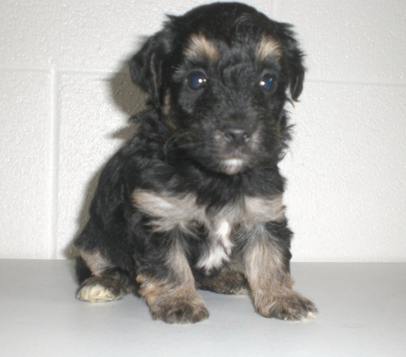 🐶✨ Meet the “M Litter” ✨🐶