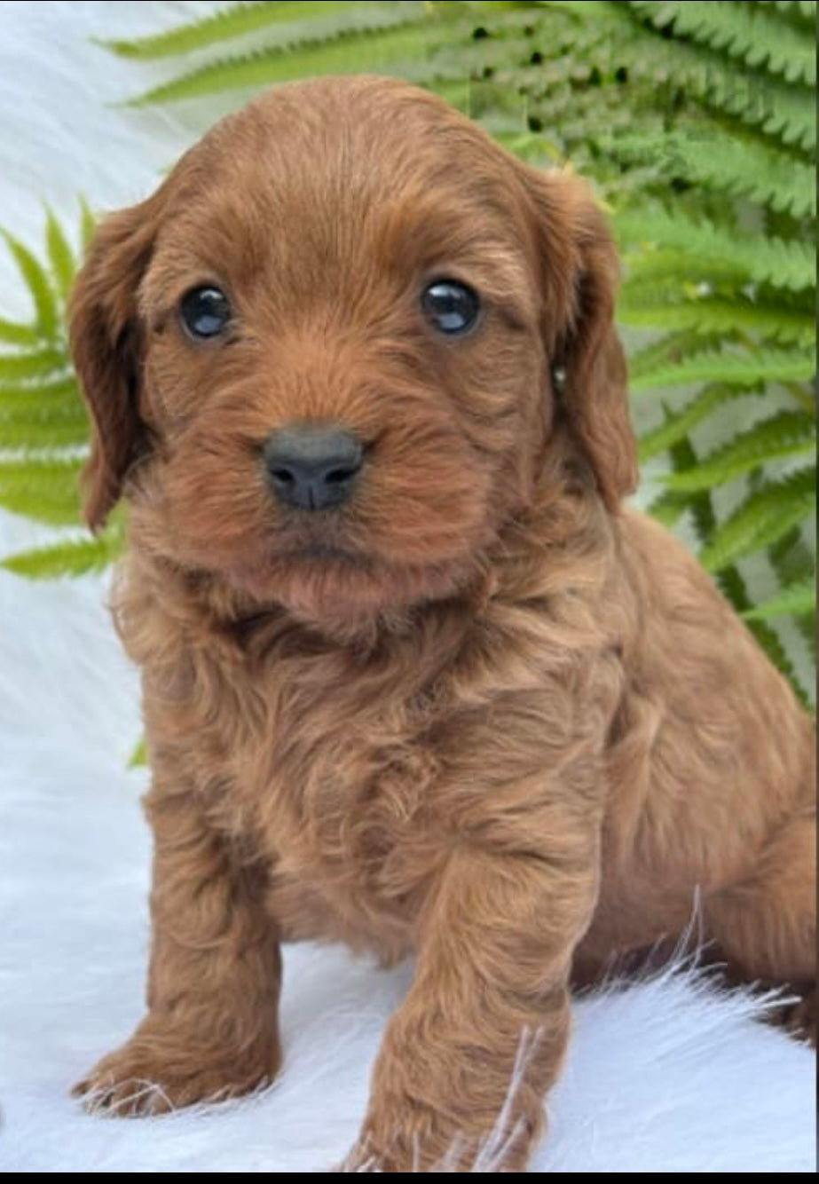 Denali - Female Cavapoo