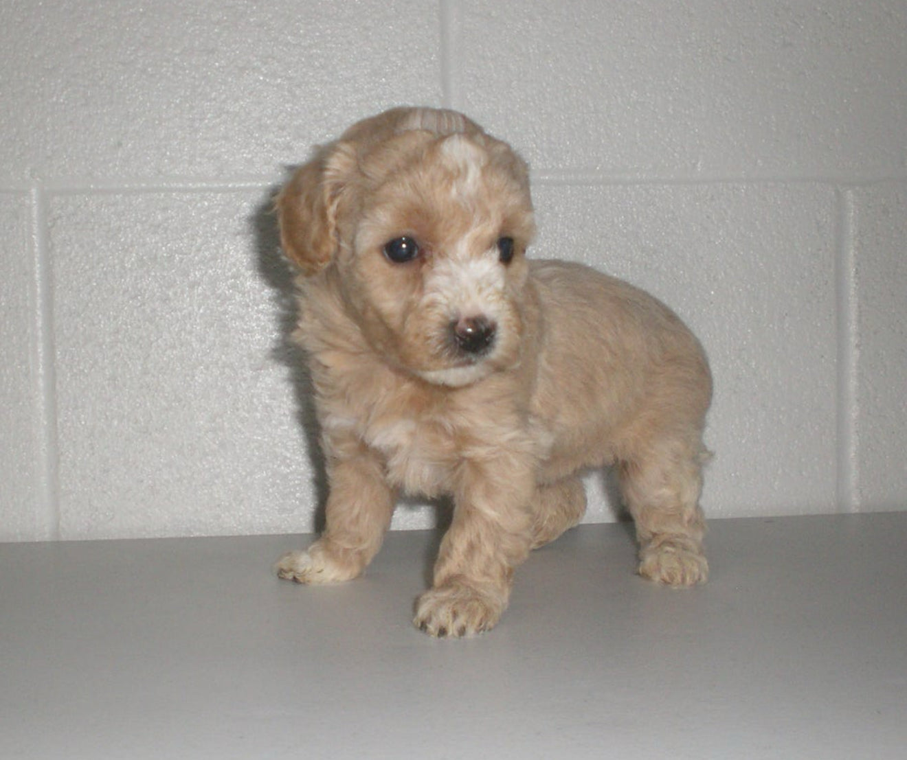 🐶✨ Meet the “M Litter” ✨🐶