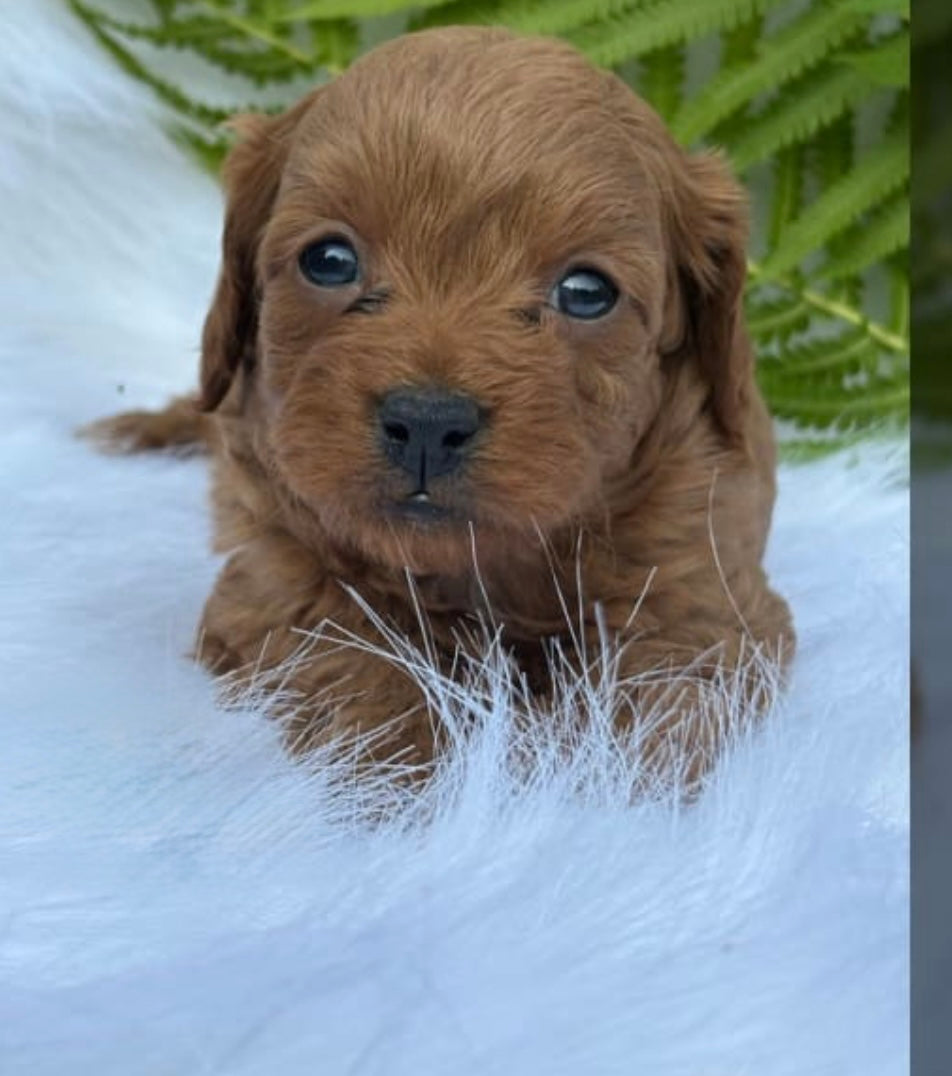 Dream - Female Cavapoo