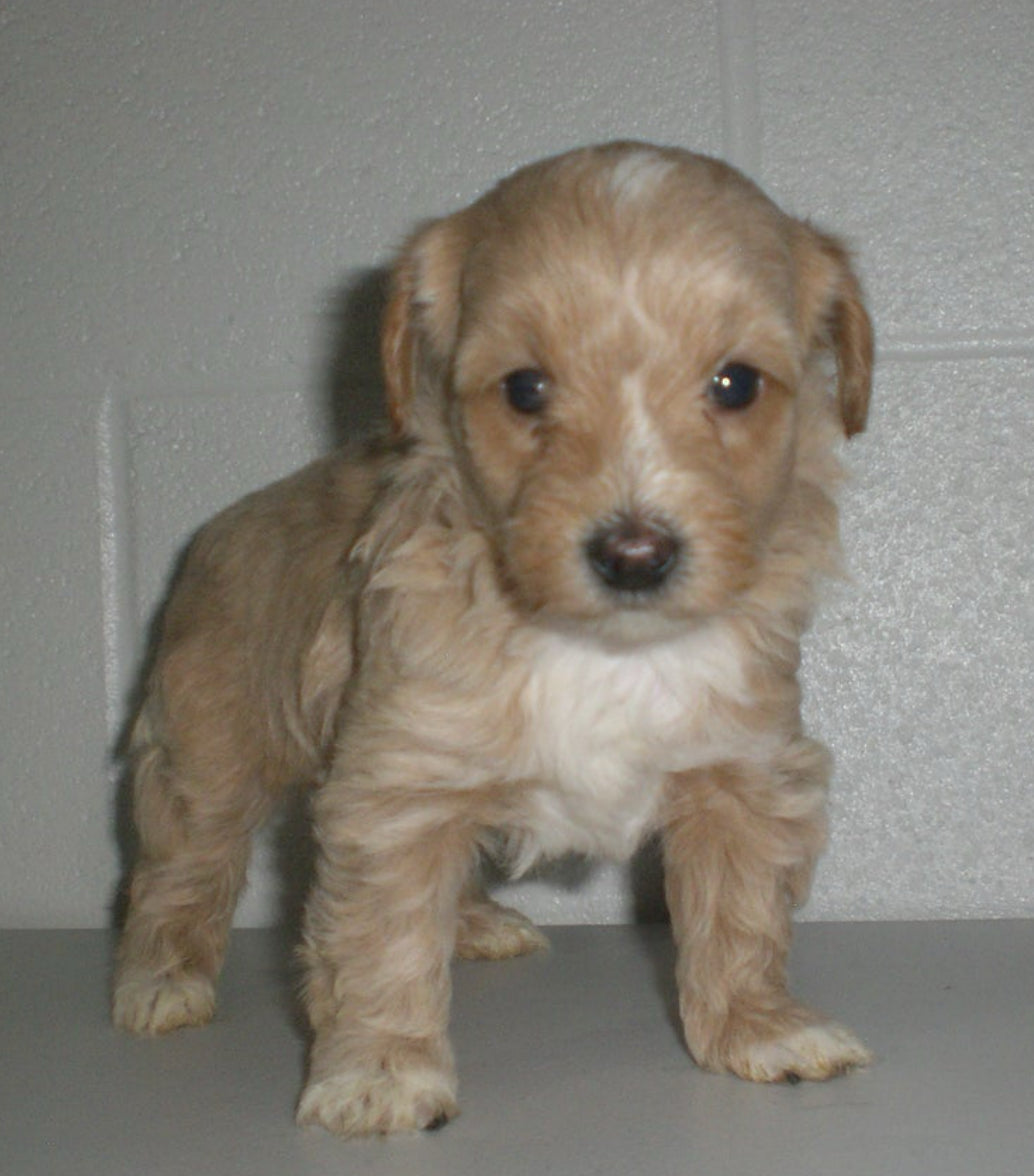 🐶✨ Meet the “M Litter” ✨🐶