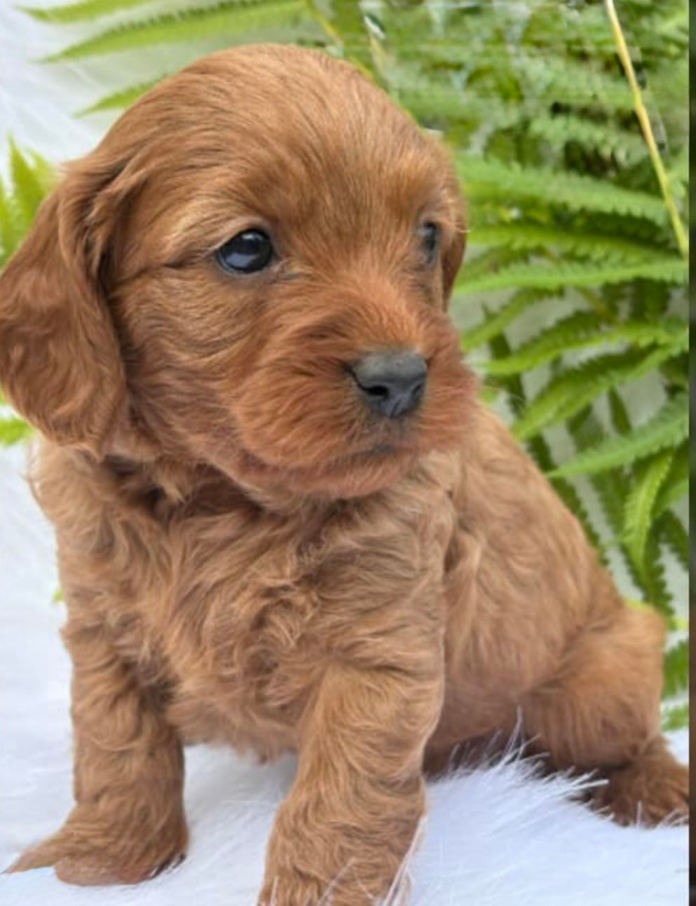 Denali - Female Cavapoo
