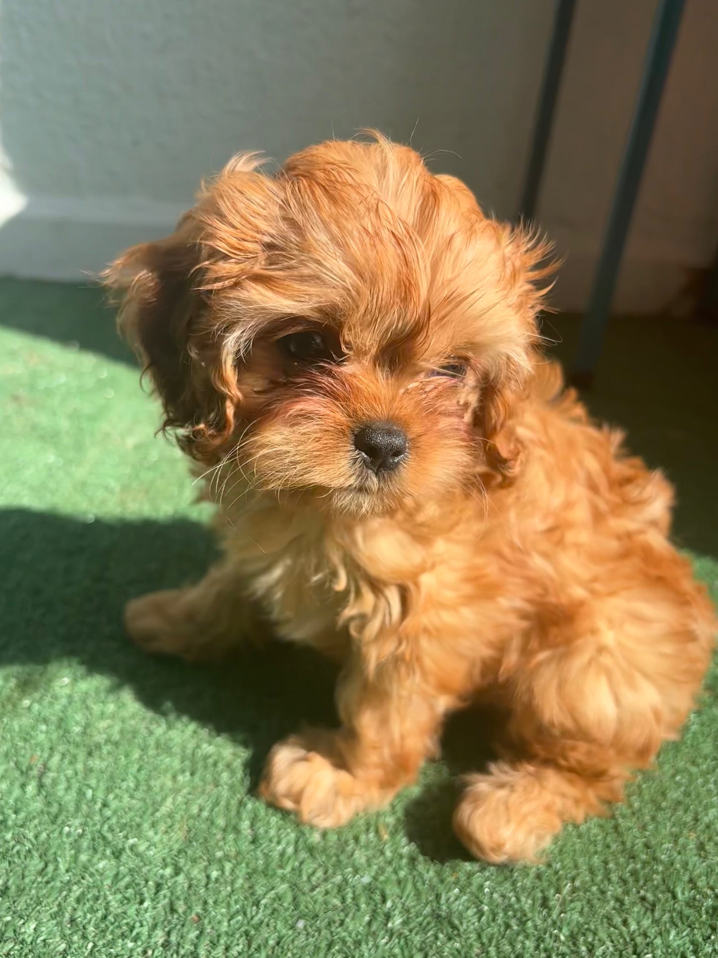 Female Cavapoo