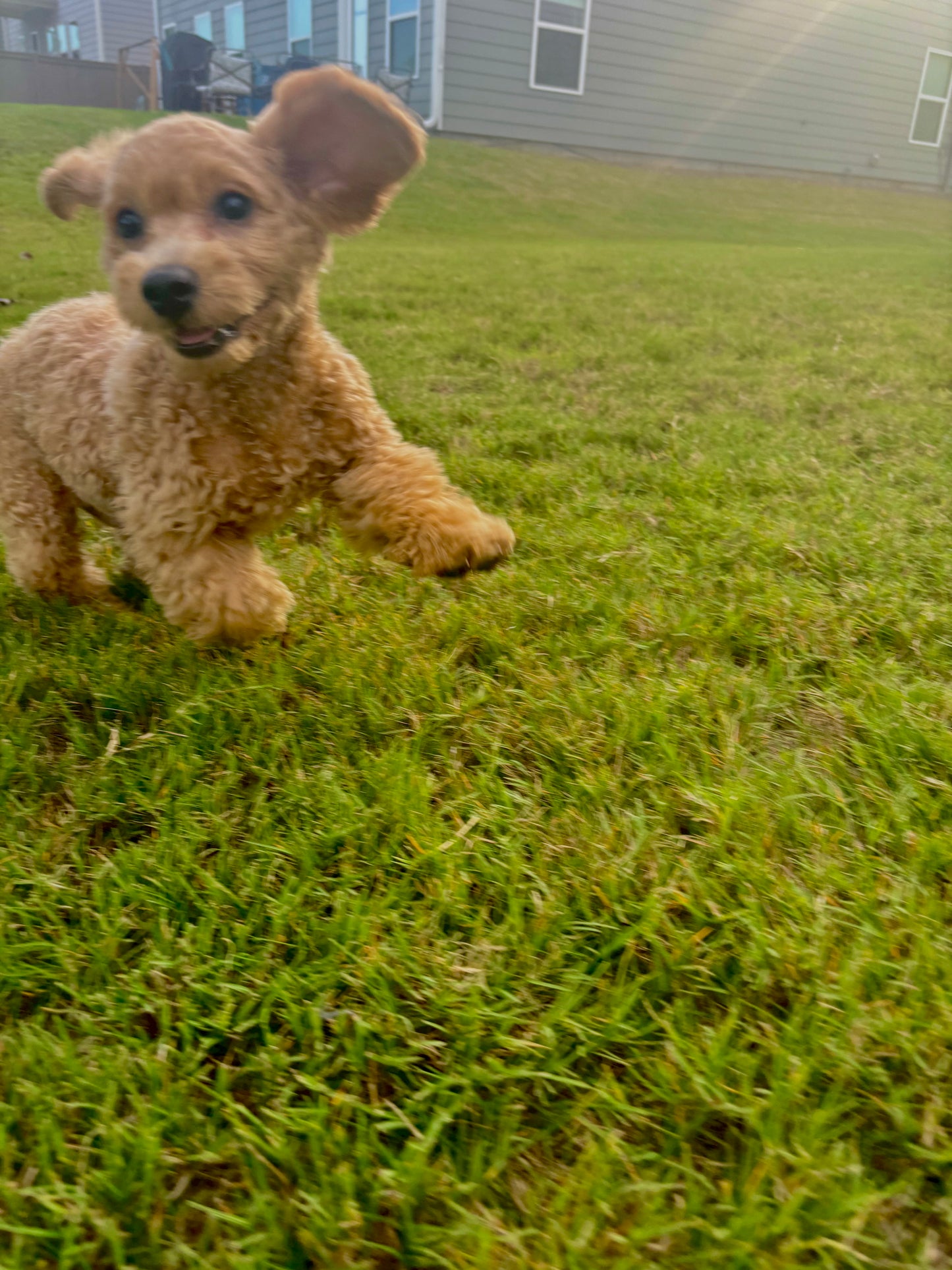 Meet Beau 🐾

Say hello to Beau, our playful and affectionate Cavapoo with a personality as bright as his bounce! From the moment you meet him, you’ll see why he’s such a special pup. Beau loves to hop and jump around like a little bunny, filling every sp