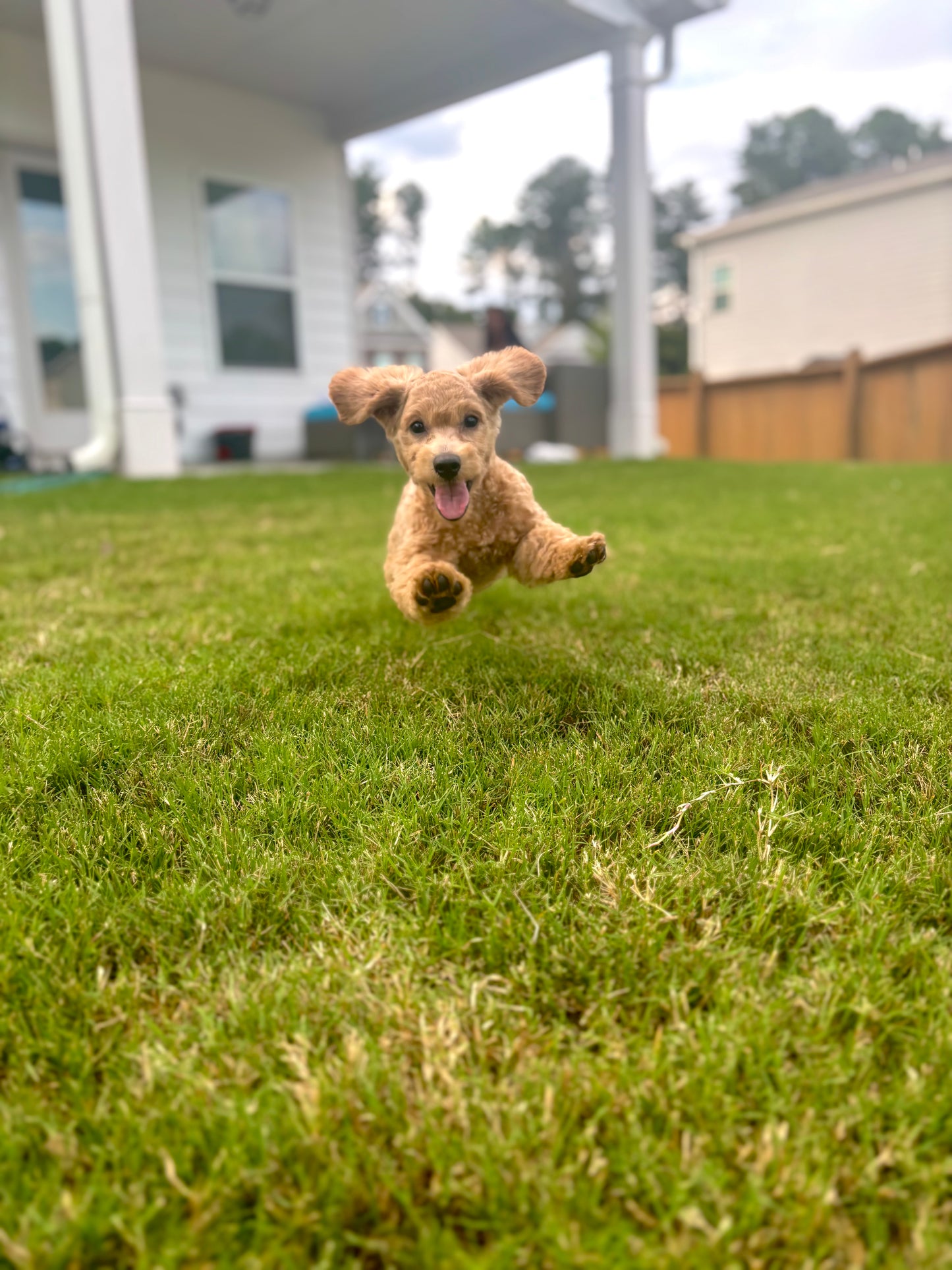 Meet Beau 🐾

Say hello to Beau, our playful and affectionate Cavapoo with a personality as bright as his bounce! From the moment you meet him, you’ll see why he’s such a special pup. Beau loves to hop and jump around like a little bunny, filling every sp