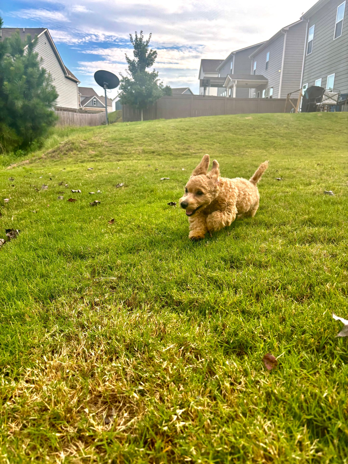 Meet Beau 🐾

Say hello to Beau, our playful and affectionate Cavapoo with a personality as bright as his bounce! From the moment you meet him, you’ll see why he’s such a special pup. Beau loves to hop and jump around like a little bunny, filling every sp