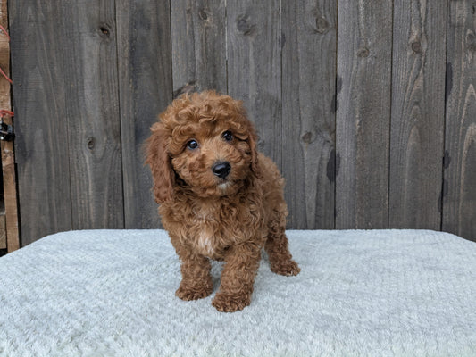 💛 Meet Marley — Mr. Sunshine in Puppy Form!