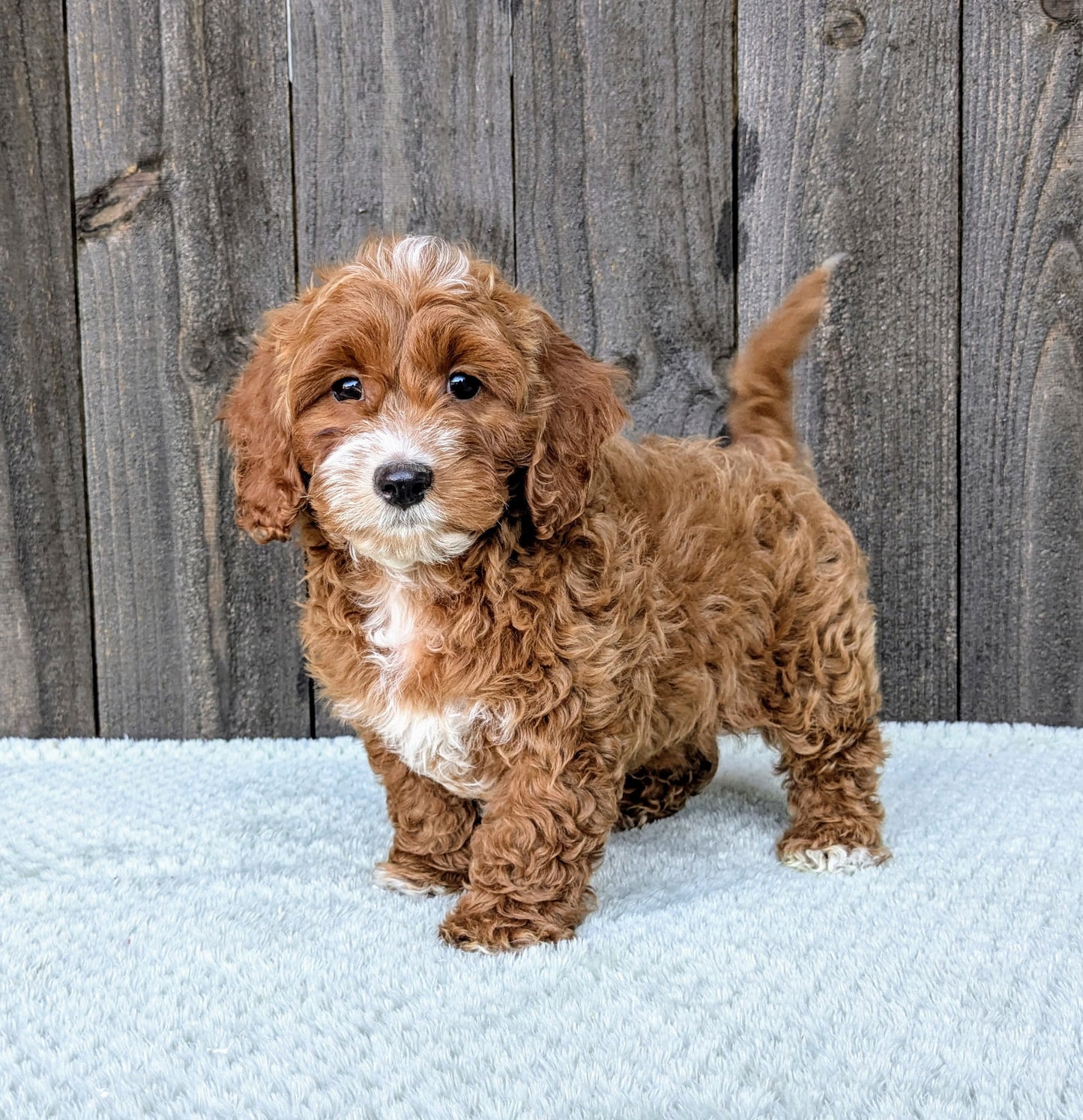 🤎 Meet Mylo — The King of Cuddles!