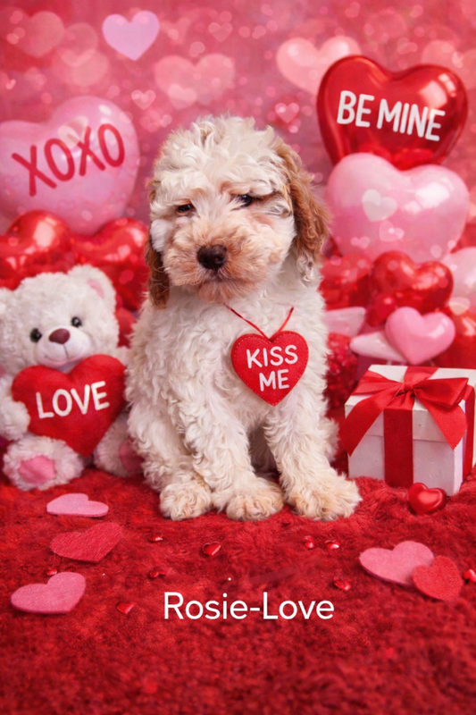 Female Cavapoo Rosie-Love
