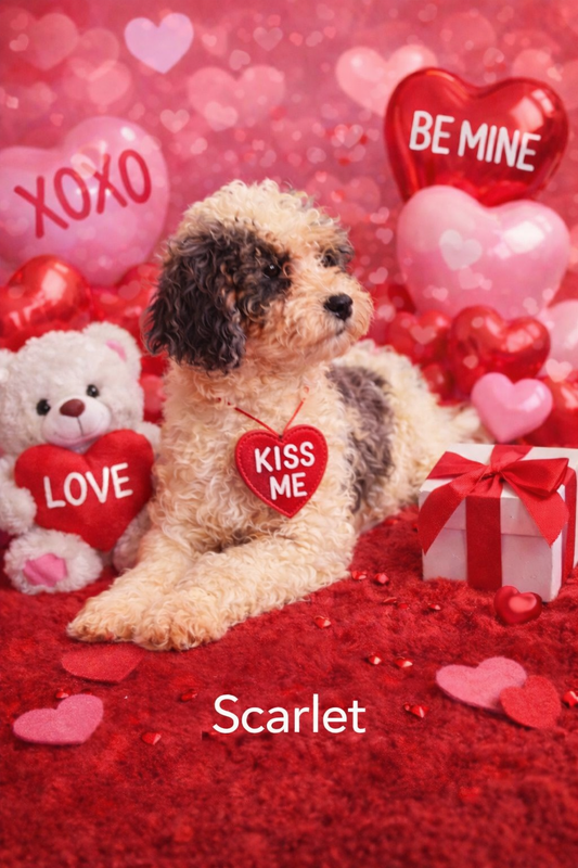 Female Cockapoo - Scarlet