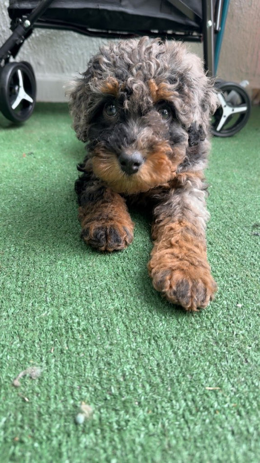 Milo