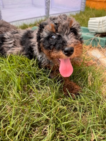 Milo